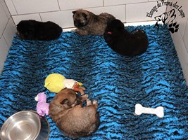 chiot eurasier